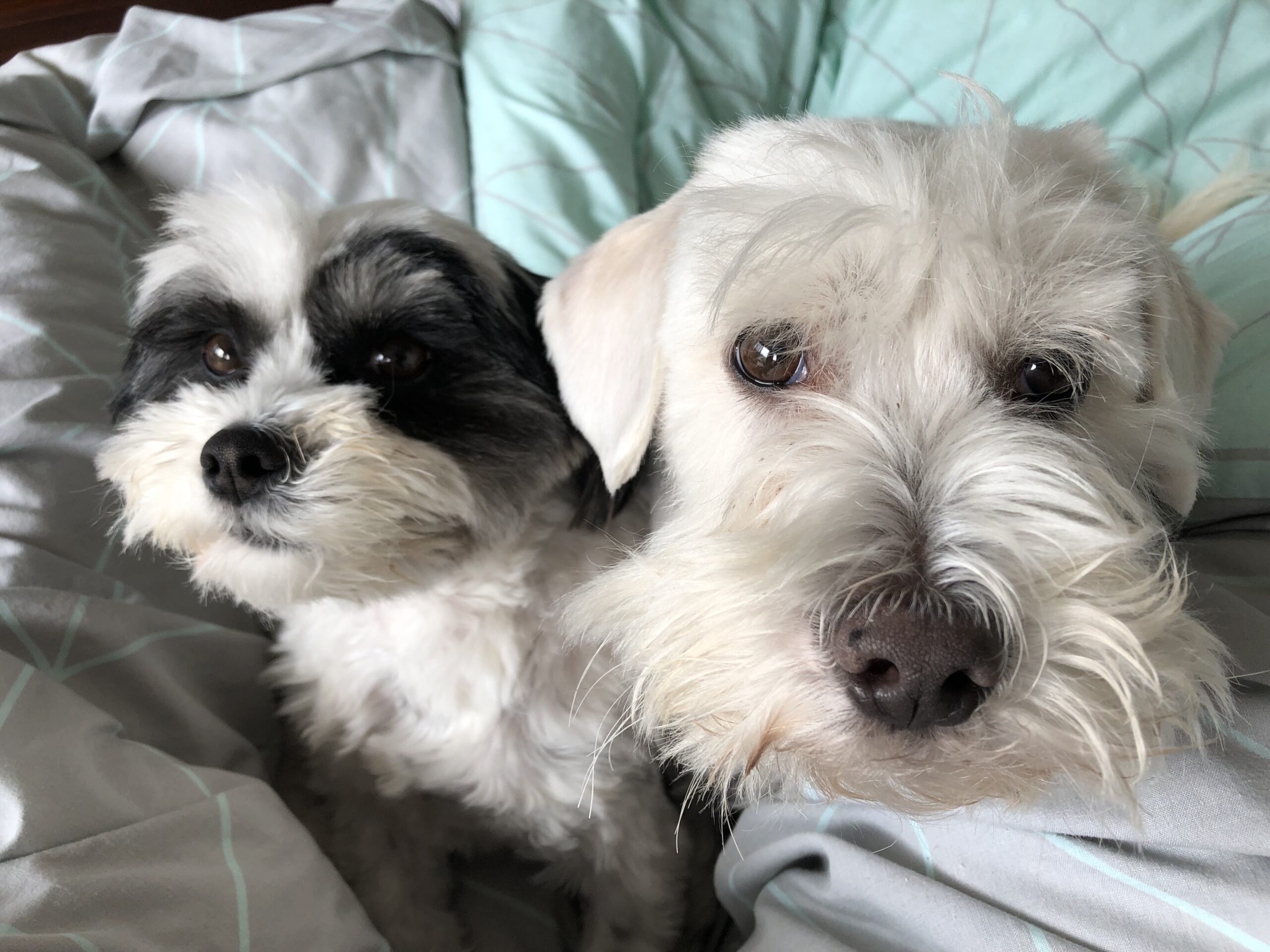 Puppies sitting on the bed looking sad.